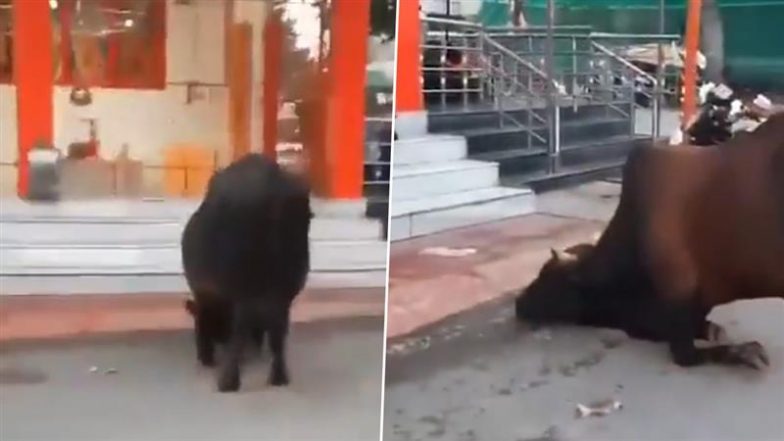 Viral Video: महाशिवरात्रि पर भक्ति में लीन दिखा सांड, शिव मंदिर के सामने झुककर किया भोलेनाथ को प्रणाम