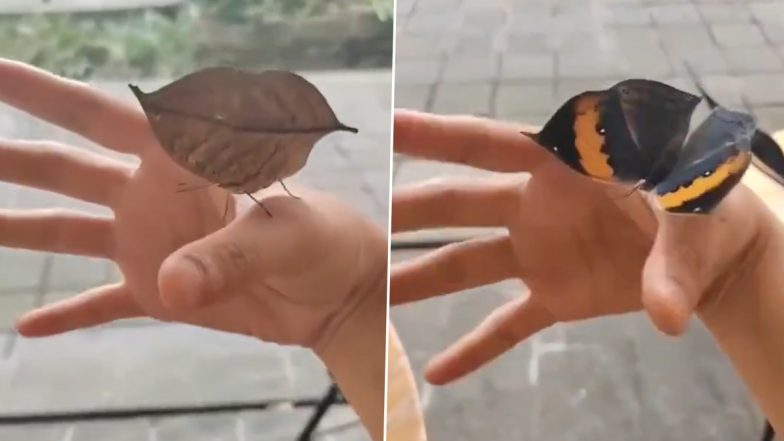 Viral Video: यह सूखी पत्ती है या फिर खूबसूरत तितली? वायरल हो रहे वीडियो को देखकर आप भी हो जाएंगे कंफ्यूज