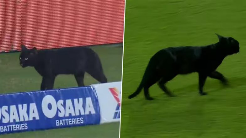 Cat Stops Play In Karachi: PAK बनाम NZ ट्राई सीरीज फाइनल में मैदान पर घुसी बिल्ली, रोकना पड़ा खेल, वीडियो हुआ वायरल