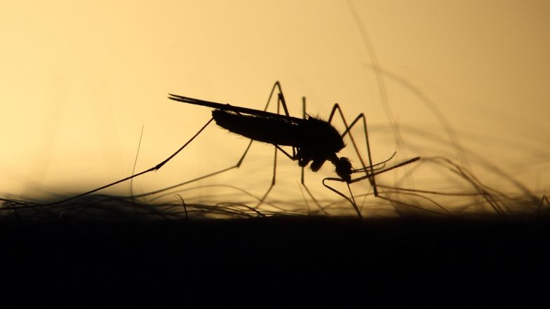 SoP For Dengue, Chikungunya in Dehradun: देहरादून में डेंगू और चिकनगुनिया की रोकथाम को लेकर प्रशासन सतर्क, एसओपी जारी; VIDEO