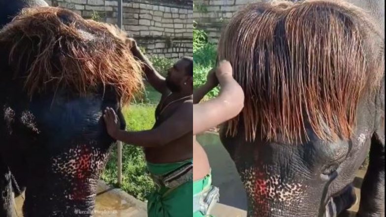 Viral Video: बॉब-कट हेयरस्टाइल वाले हाथी ने इंटरनेट पर मचाया तहलका, अनोखे अंदाज को देख आप भी हो जाएंगे गजराज के फैन