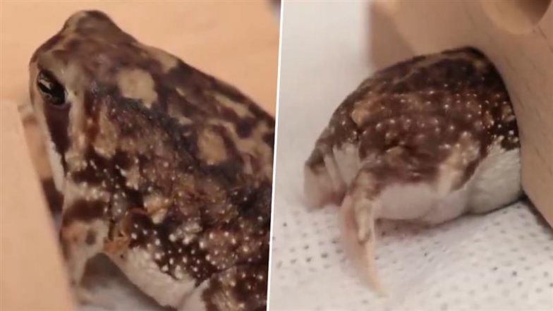 Viral Video: आंखों को मलता और जम्हाई लेता दिखा गोल-मटोल बरसाती मेंढक, मजेदार वीडियो हुआ वायरल