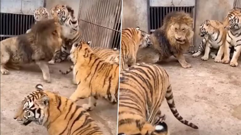 Viral Video: बाघों के झुंड में जब अकेला घिर गया जंगल का राजा शेर, अगले ही पल जो हुआ... देखकर हो जाएंगे हैरान