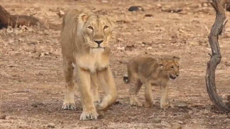 Viral Video: शावकों के साथ जंगल में सैर करती दिखी शेरनी, गिर नेशनल पार्क से मनमोहक वीडियो हुआ वायरल