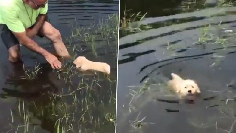 Viral Video: शख्स से पानी में स्विमिंग की ट्रेनिंग लेते पपीज का क्यूट वीडियो हुआ वायरल, जिसे देखकर बन जाएगा दिन