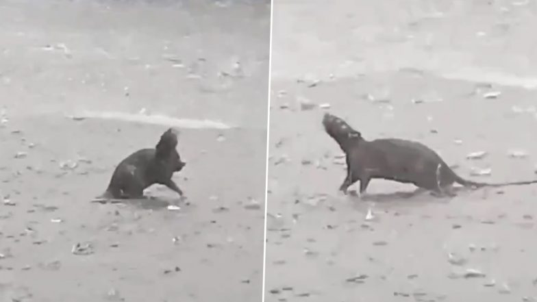 Viral Video: बारिश में खुशी से झूमने लगा चूहा, बीच सड़क पर उछल-कूद करके जीत लिया सबका दिल