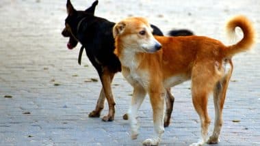 Gwalior Dog Attack: एमपी के ग्वालियर में आवारा कुत्तों का आतंक, 5 साल के बच्चे पर जानलेवा हमला, चेहरे का मांस नोंचकर चबा गए!