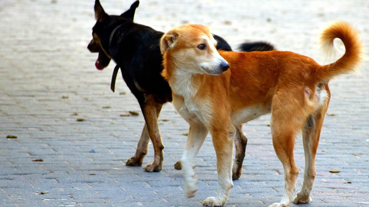 Gwalior Dog Attack: एमपी के ग्वालियर में आवारा कुत्तों का आतंक, 5 साल के बच्चे पर जानलेवा हमला, चेहरे का मांस नोंचकर चबा गए!