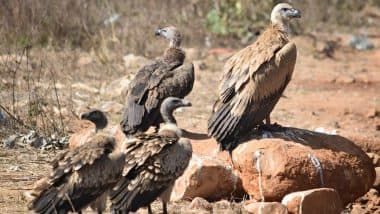 MP Vultures Population: मध्य प्रदेश देश में सबसे अधिक गिद्धों वाला राज्य बना, संख्या 13 हजार के करीब पहुंची