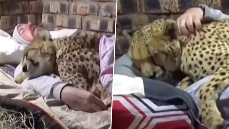 अपने केयरटेकर के साथ रात में लिपटकर सोता दिखा चीता, Viral Video देख दंग रह जाएंगे आप