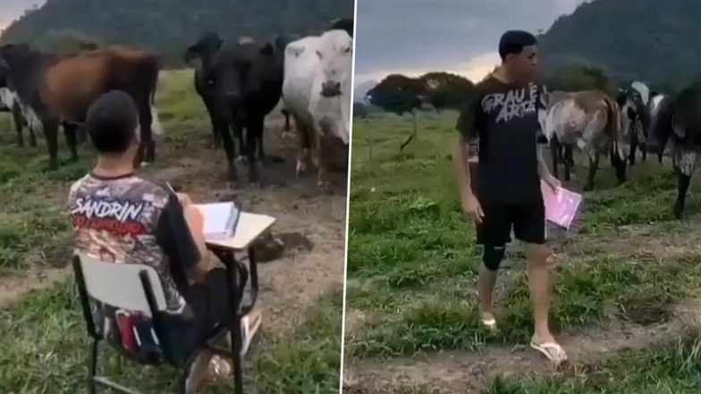 Viral Video: स्कूली बच्चों की तरह शख्स के सामने हाजिरी लगाती दिखीं गायें, मनमोहक वीडियो हुआ वायरल