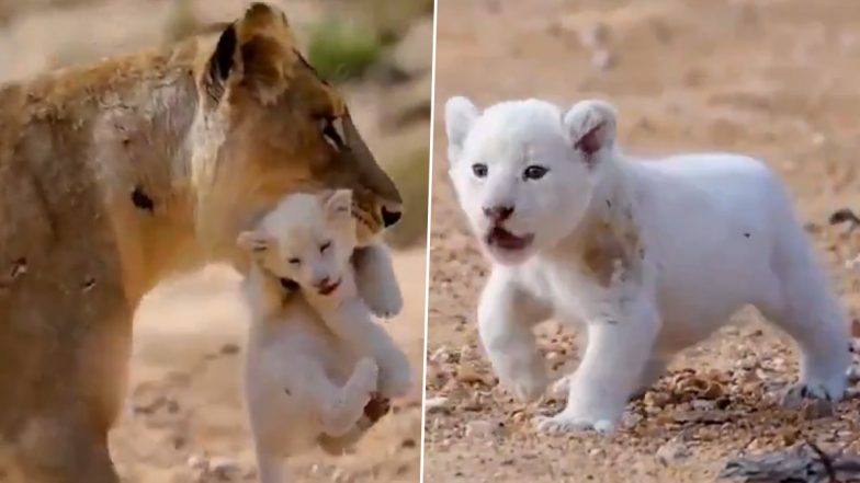 Viral Video: दुर्लभ सफेद शेर के बच्चे को साथ ले जाती दिखी शेरनी, खूबसूरती और क्यूटनेस देख फिदा हो जाएंगे आप