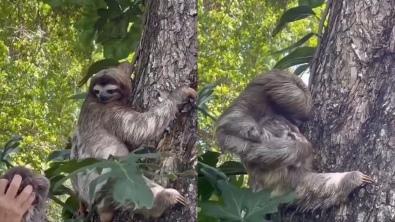 Viral Video: बिछड़े हुए बेबी स्लॉथ का फिर से हुआ अपनी मां से मिलन, दोनों की मुलाकात का भावुक वीडियो हुआ वायरल