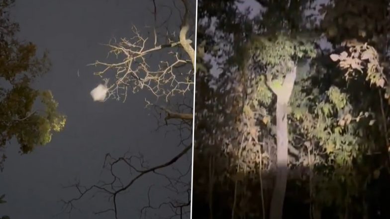 Viral Video: हवा में उड़ने वाली दुर्लभ गिलहरी का अद्भुत वीडियो हुआ वायरल, जिसे देखकर आप भी हो जाएंगे मंत्रमुग्ध