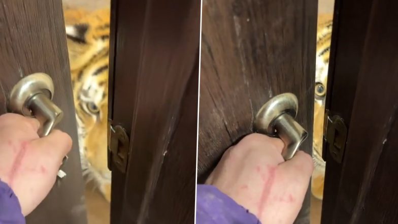 Viral Video: शख्स ने खोला घर का दरवाजा तो सामने आ गया खूंखार बाघ, फिर जो हुआ... देखकर हो जाएंगे हैरान