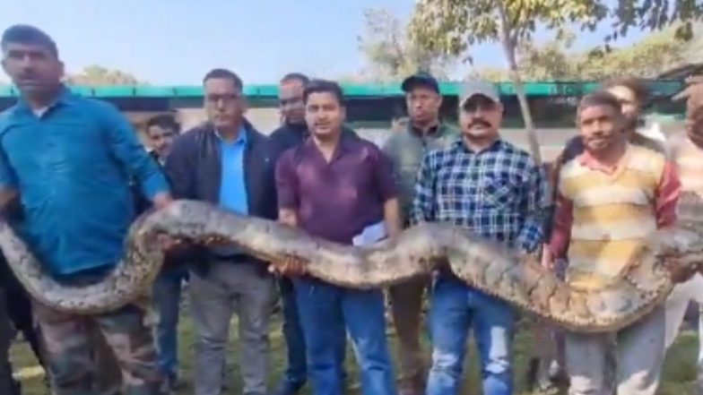 Ramnagar Python Rescue: उत्तराखंड के रामनगर में पकड़ा गया विशालकाय अजगर, 25 फीट लंबा और 170 किलो भारी; VIDEO