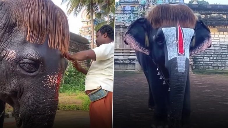 Bob-Cut Elephant: तमिलनाडु के मंदिर का 'बॉब-कट' हाथी अपने क्यूट हेयरस्टाइल के लिए वायरल, देखें वीडियो