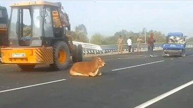 Road Accident in Raebareli: रायबरेली जिले में डबल डेकर बस ने कई गौवंशों को कुचला, छह गायों की हुई मौत, ड्राइवर समेत यात्री भी हुए घायल (Watch Video) Road Accident in Raebareli: रायबरेली जिले में डबल डेकर बस ने कई गौवंशों को कुचला, छह गायों की हुई मौत, ड्राइवर समेत यात्री भी हुए घायल (Watch Video)