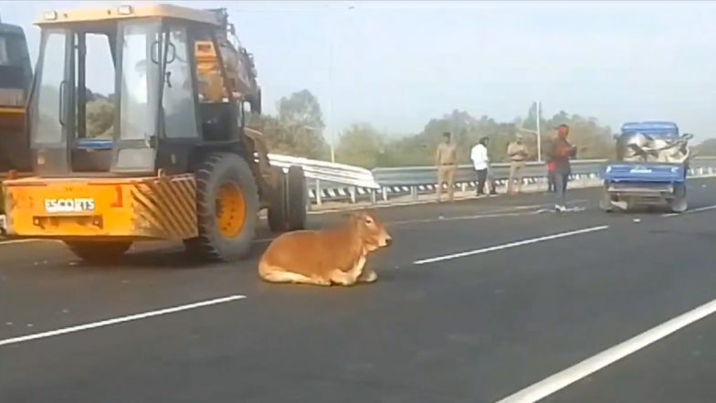 Road Accident in Raebareli: रायबरेली जिले में डबल डेकर बस ने कई गौवंशों को कुचला, छह गायों की हुई मौत, ड्राइवर समेत यात्री भी हुए घायल (Watch Video)