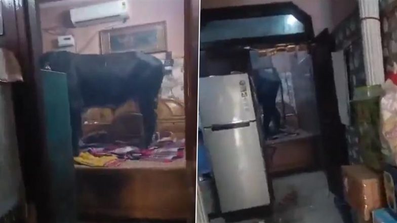 Bull in the Bedroom! फरीदाबाद में बेडरूम में गाय और बैल ने कर लिया कब्जा, 2 घंटे अलमारी में छिपी रही महिला- देखें वायरल वीडियो