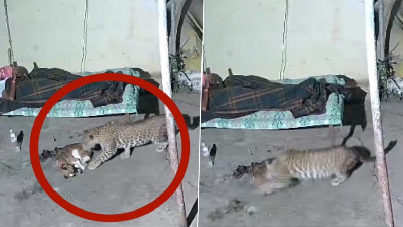 Leopard Attacks Pet Dog: मालिक फोन में था मशगूल, तेंदुए ने आकर सोते हुए पालतू कुत्ते पर कर दिया हमला- देखें वीडियो