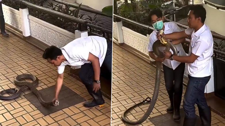 Man Casually Grabs Cobra: चेहरे पर मुस्कान लिए शख्स ने कोबरा को बड़ी सहजता से पकड़ा, नेटिज़न्स हुए इम्प्रेस- देखें वीडियो