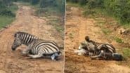 Zebra Gives Birth to Baby: पर्यटकों ने ज़ेबरा के बच्चे को जन्म देते समय दुर्लभ पल को कैद किया, वायरल वीडियो देख नेटिज़न्स हैरान