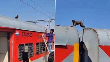 VIDEO: बंदर के बच्चे ने किया ट्रेन की छत पर बैठकर आगरा से लेकर डबरा तक का सफ़र, वन विभाग ने उतारा नीचे, वीडियो आया सामने VIDEO: बंदर के बच्चे ने किया ट्रेन की छत पर बैठकर आगरा से लेकर डबरा तक का सफ़र, वन विभाग ने उतारा नीचे, वीडियो आया सामने
