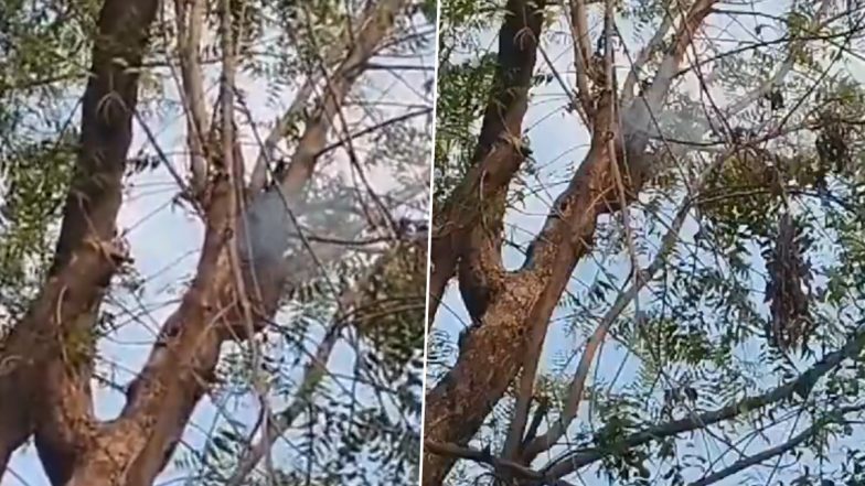 VIDEO: आकाशीय बिजली की चपेट में आएं पति पत्नी, दोनों को हॉस्पिटल में किया गया एडमिट, चित्रकूट के जोरवारा गांव का वीडियो आया सामने