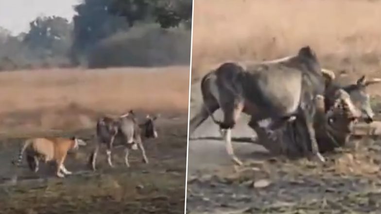 Tiger Attack on Cow: बिलासपुर के तख्तपुर क्षेत्र में गाय को टाइगर ने बनाया अपना शिकार, ग्रामीणों में फैली दहशत, खेत में जाने से डरने लगे लोग (Watch Video)