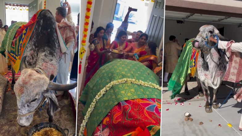 Griha Pravesh With Cow: अमेरिका में भारतीय परिवार ने गाय के साथ किया गृह प्रवेश, दिल को छू लेने वाला वीडियो वायरल