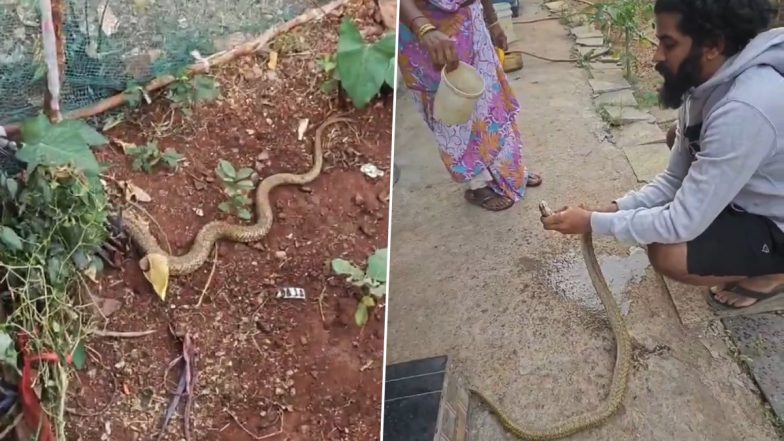 Cobra Rescue in Navi Mumbai: नवी मुंबई के न्हावा गांव में नेवी मर्चेंट ने किया कोबरा सांप का रेस्क्यू, पानी पिलाया और जंगल में जाकर छोड़ा (Watch Video)