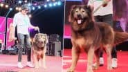 World's Most Expensive Dog: बेंगलुरु के ब्रीडर ने दुनिया का सबसे महंगा कुत्ता 'वुल्फडॉग' 50 करोड़ रुपये में खरीदा, देखें वीडियो