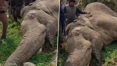 VIDEO: बिजनौर के मनकंदपुर गढ़ी में हाई टेंशन तार की चपेट में आने से नर हाथी की मौत, जंगली जानवरों की सुरक्षा पर खड़े हुए सवाल
