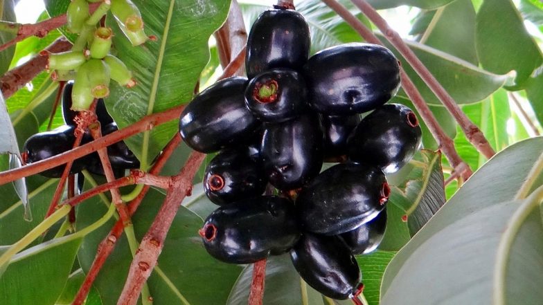 Benefits of Jamun: सेहत के लिए वरदान है जामुन की गुठली का चूर्ण, कई बड़ी बीमारियों में फायदेमंद