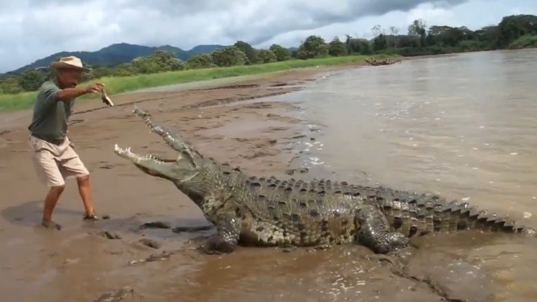 Man Feeds Massive Crocodile: आदमी ने आम पालतू जानवर की तरह विशालकाय मगरमच्छ को खिलाया खाना, देखें वायरल वीडियो