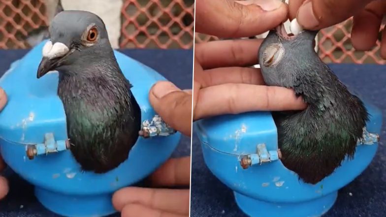 Viral Video: शख्स ने कबूतर को जबरदस्ती नशीली गोली खिलाई, इंटरनेट पर लोग हैरान