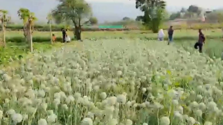Illicit Opium Cultivation: पुणे जिले के आळंदी म्हातोबाची गांव में अवैध तरीके से हो रही थी अफीम की खेती, पुलिस ने रेड मारकर किए पौधे जब्त, महिला पर मामला दर्ज (Watch Video)