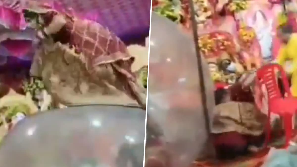 शादी में बड़े से गुब्बारें पर चढ़ने के दौरान दुल्हन गिरी नीचे, वीडियो आया सामने. 