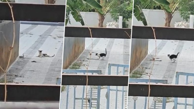 Cat And Snake Fight: बिल्ली और सांप के बीच हुई जबरदस्त लड़ाई, उसके बाद जो हुआ हंस- हंस के हो जाएंगे लोटपोट- देखें वीडियो