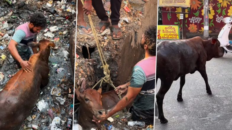Viral Video: गंदे नाले में गिरी गाय को बचाने के लिए गंदगी में कूदा शख्स, नेटिज़ेंस ने कहा 'असली हीरो'