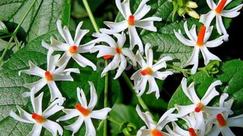 Parijat Tree Benefits: माइग्रेन से पीछा छुड़ाने में मदद करता है &lsquo;स्वर्ग का वृक्ष&rsquo;, 42 दिनों तक पारिजात से ऐसे करें प्राकृतिक उपचार!