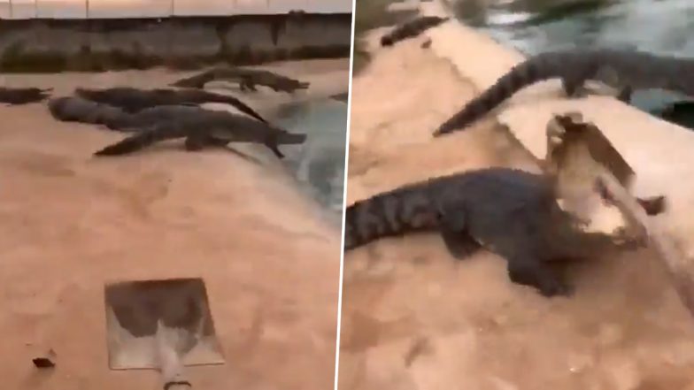 Viral Video: शख्स ने बहुत सारे मगरमच्छों पर फावड़े से हमला किया, पानी में कूदते क्रोकोडाइल का वीडियो वायरल