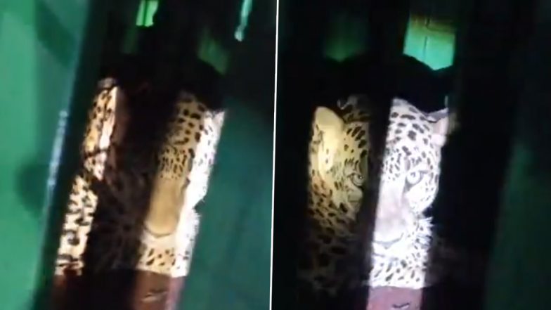 Leopard Caught in Dharashiv: महाराष्ट्र के कपिलपुरी के ग्रामीण 4 महीने से थे दहशत में, तेंदुए के पकड़े जाने के बाद ली राहत की सांस (देखें वीडियो)