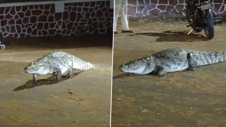 Crocodile Spotted in Mumbai: मुंबई के पवई स्थित आईआईटी के कैंपस में दिखा विशालकाय मगरमच्छ, सोशल मीडिया पर वीडियो आया सामने (Watch Video)