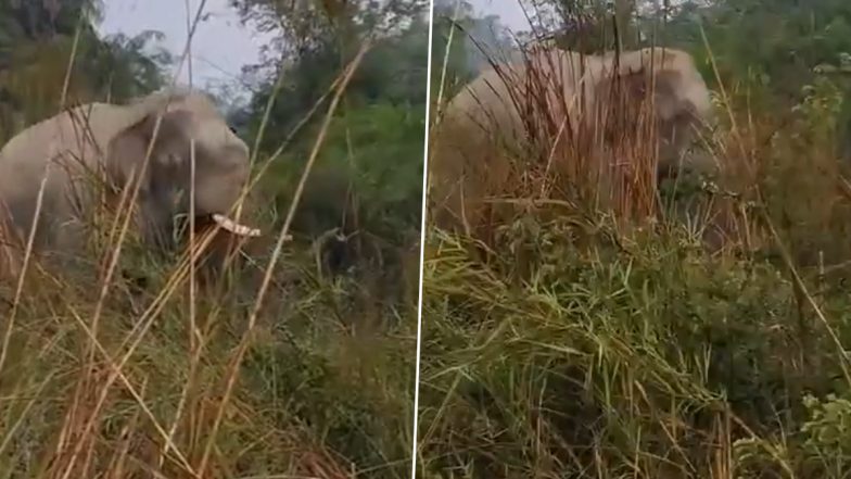 VIDEO: बहराइच जिले में जंगली हाथियों का तांडव, किसानों की गेहूं की फसल की नष्ट, ग्रामीणों में फैली दहशत