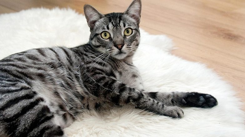 Animal Cruelty: मुरादाबाद में जंगली बिल्ली द्वारा रास्ता काटेने के बाद महिला और उसके दोस्तों ने उसे जिंदा जलाया, मामला दर्ज