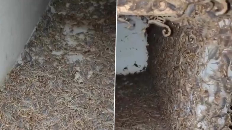 Scorpion Farms Are REAL? बिच्छूयों के फ़ार्म का क्लिप इंटरनेट पर वायरल, वीडियो देख रह जाएंगे दंग