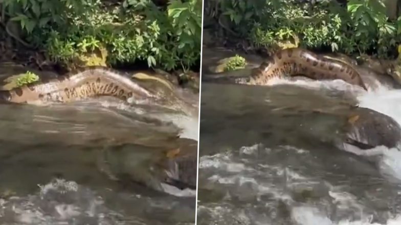 Viral Video: झील में रेंगते विशालकाय एनाकोंडा ने उड़ाए पर्यटकों के होश, ब्राजील से सामने आया हैरान करने वाला वीडियो