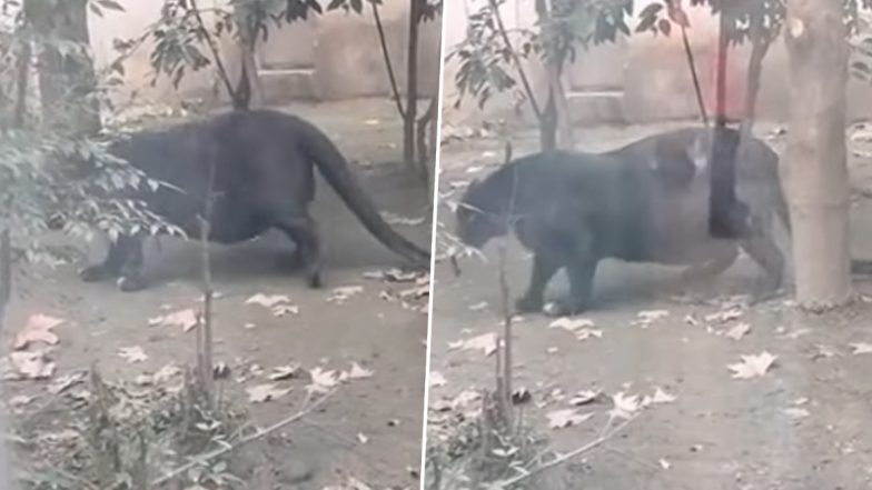 दुनिया के सबसे मोटे ब्लैक पैंथर को देख चकराया लोगों का दिमाग, जानवर के वजन को लेकर उठे सवाल (Watch Viral Video)